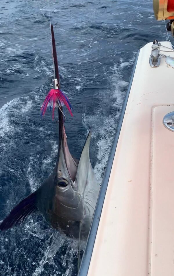 reeling in a marlin using Riggies