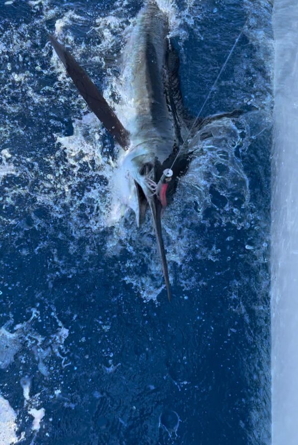 reeling in a marlin